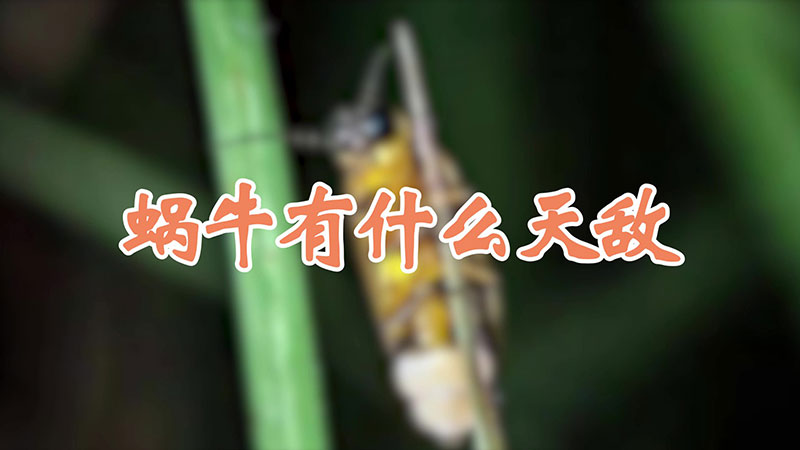 蜗牛有什么天敌
