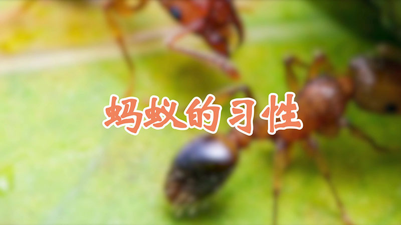 蚂蚁的习性