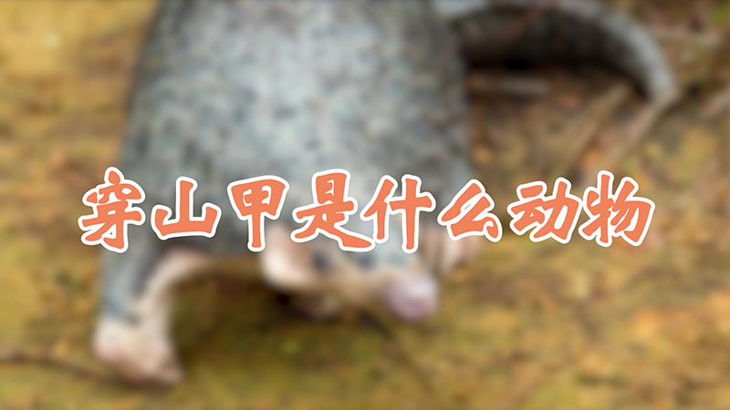 穿山甲是什么动物