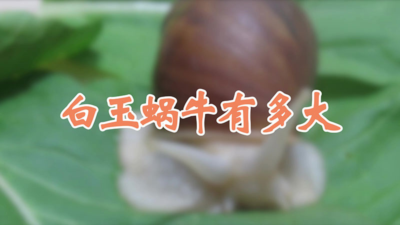 白玉蜗牛有多大