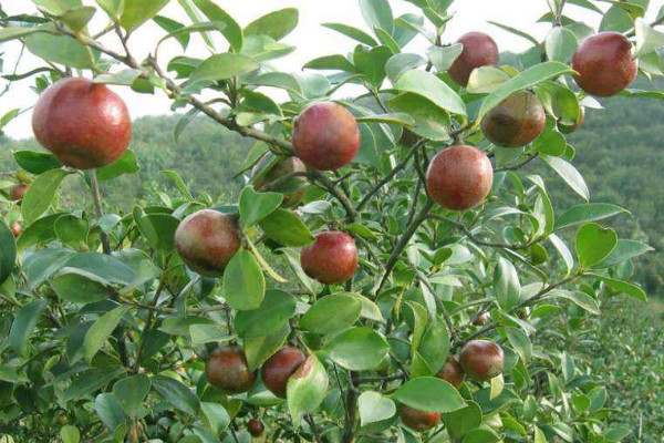 油茶树苗价格 2022油菜苗价格6-8元一棵