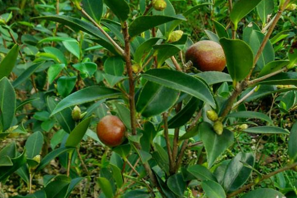 油茶树苗价格 2022油菜苗价格6-8元一棵