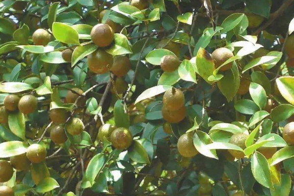 油茶树苗价格 2022油菜苗价格6-8元一棵