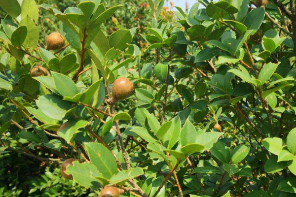 油茶树苗价格 2022油菜苗价格6-8元一棵