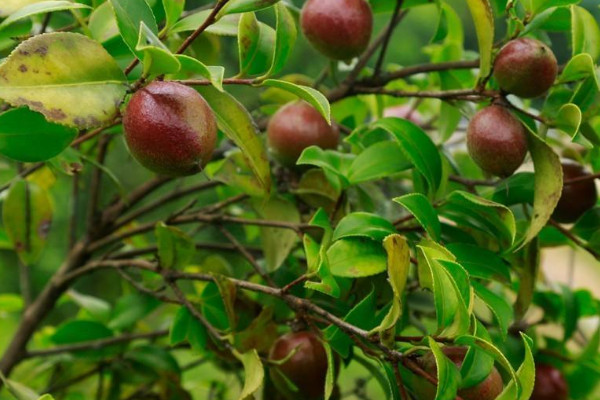 油茶树苗价格 2022油菜苗价格6-8元一棵