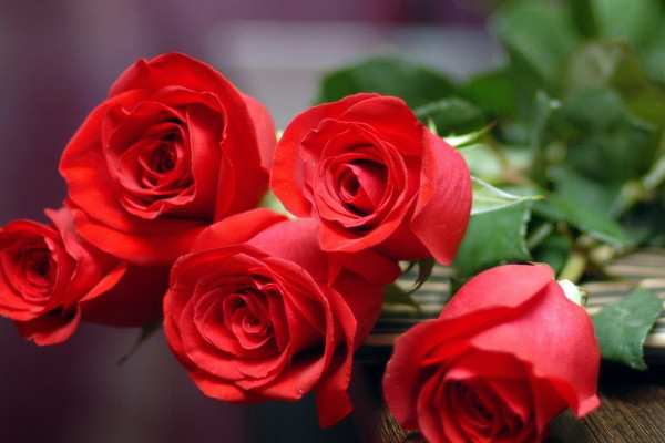 玫瑰花多少钱一朵 2022玫瑰花价格6-20元一朵