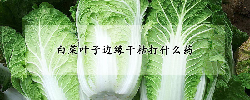白菜叶子边缘干枯打什么药