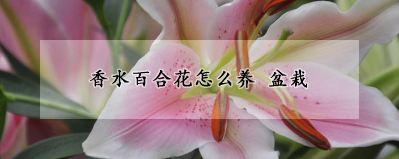 香水百合花怎么养 盆栽