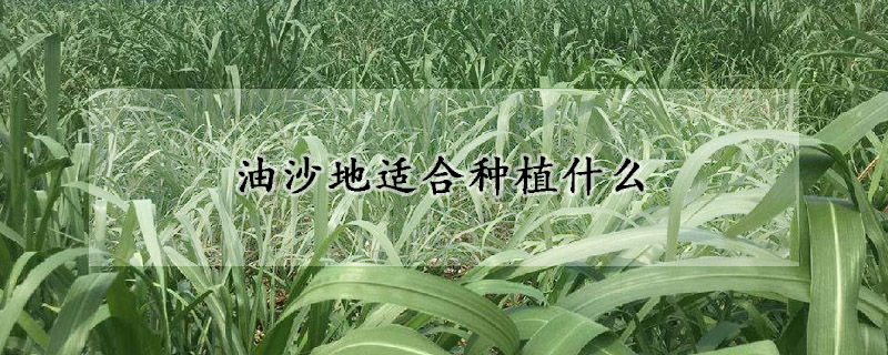 油沙地适合种植什么