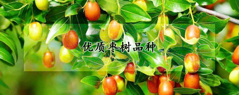 优质枣树品种