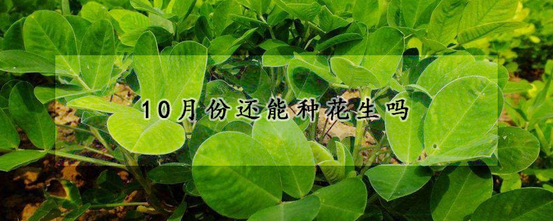 10月份还能种花生吗