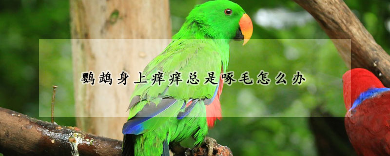 鹦鹉身上痒痒总是啄毛怎么办