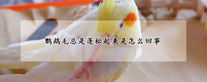 鹦鹉毛总是蓬松起来是怎么回事