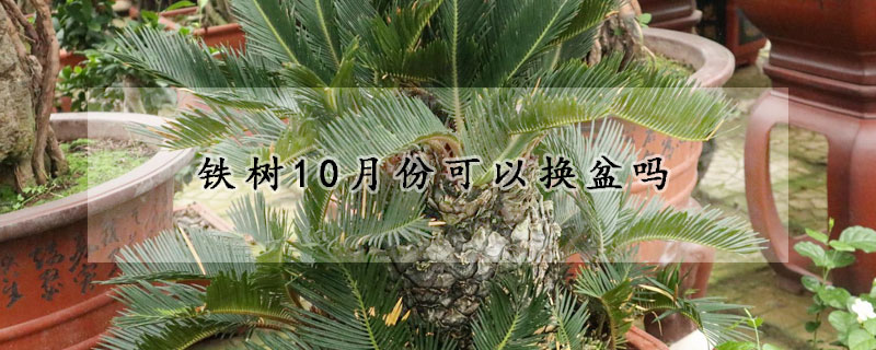 铁树10月份可以换盆吗