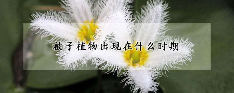 被子植物出现在什么时期