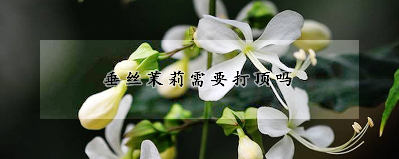 垂丝茉莉需要打顶吗