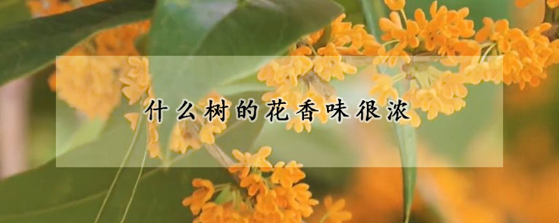 什么树的花香味很浓