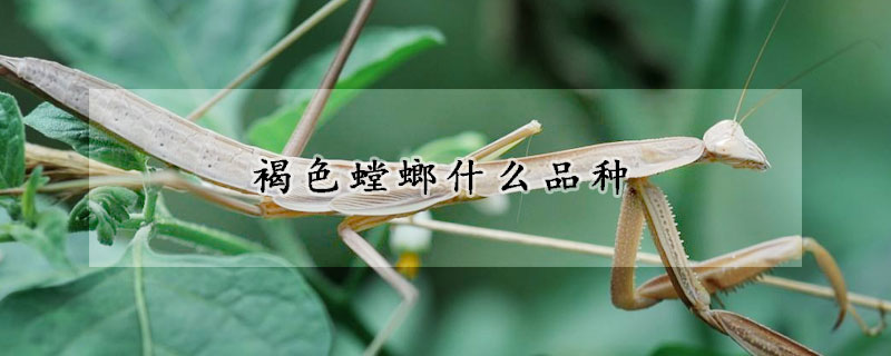 褐色螳螂什么品种