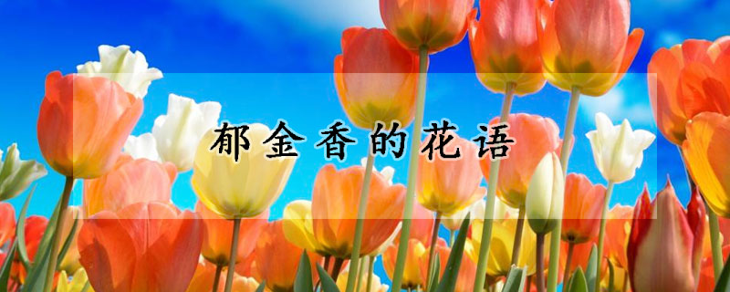 郁金香的花语