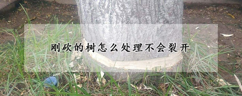 刚砍的树怎么处理不会裂开