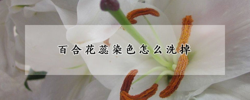 百合花蕊染色怎么洗掉