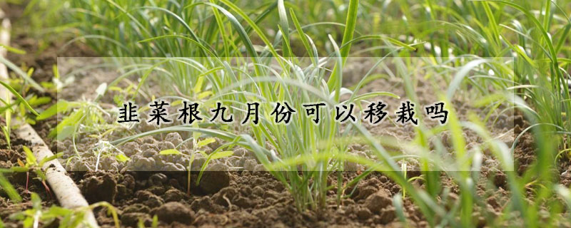 韭菜根九月份可以移栽吗