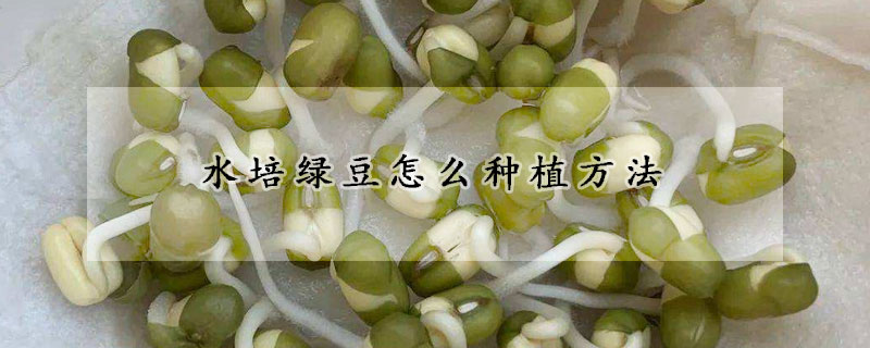 水培绿豆怎么种植方法