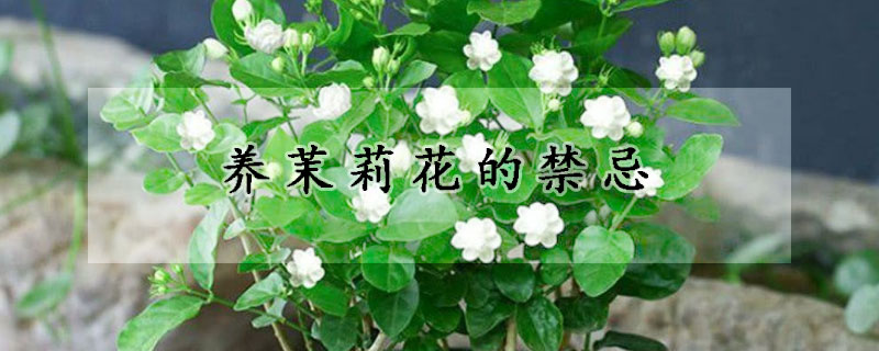 养茉莉花的禁忌