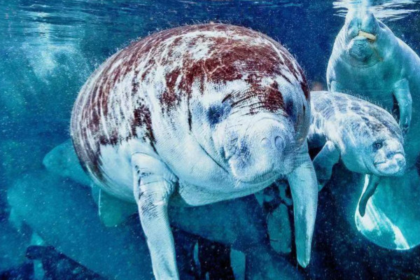 海牛是哺乳动物吗