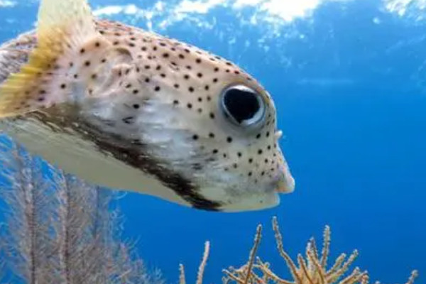 海鱼有几种