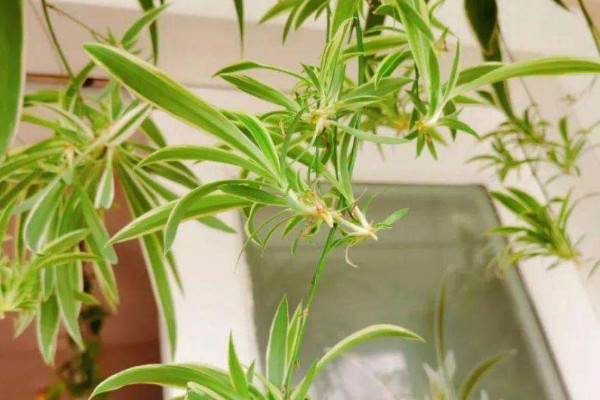 什么植物净化空气最好 净化空气的植物有哪些