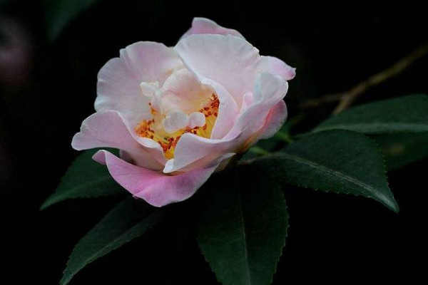 家里养茶花风水 家里养茶花好不好