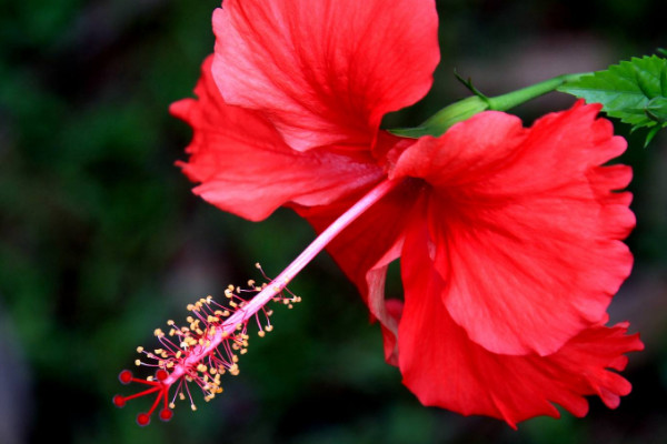 什么花花期最长 花期长的花卉有哪些