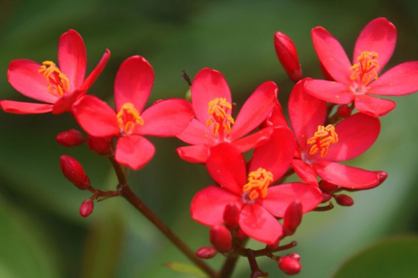 什么花花期最长 花期长的花卉有哪些