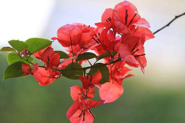 什么花花期最长 花期长的花卉有哪些