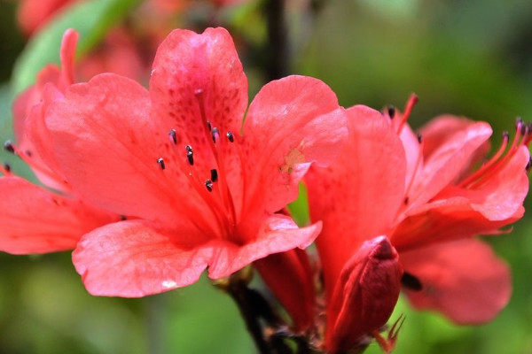 养杜鹃花不吉利 养杜鹃花好不好