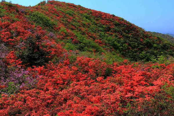 养杜鹃花不吉利 养杜鹃花好不好