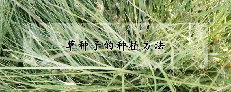 草种子的种植方法