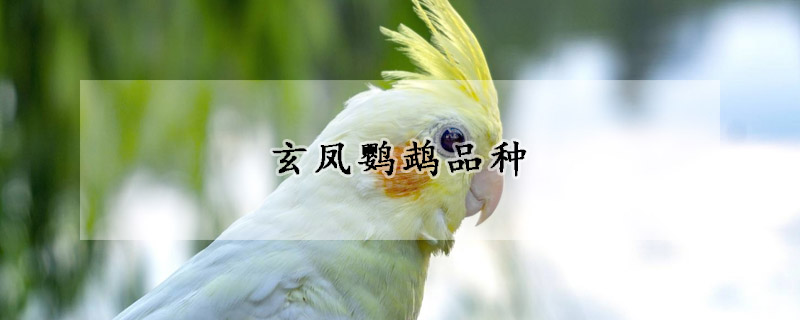 玄凤鹦鹉品种