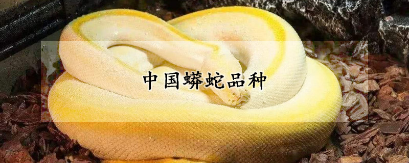 中国蟒蛇品种