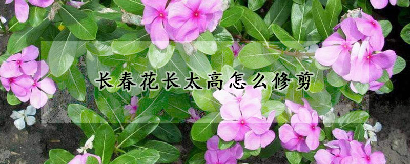 长春花长太高怎么修剪