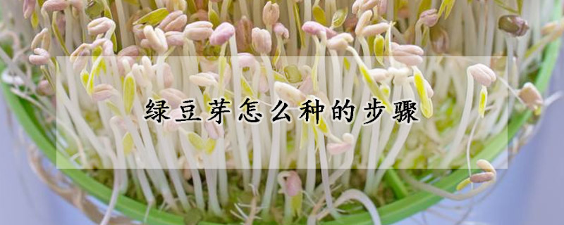 绿豆芽怎么种的步骤