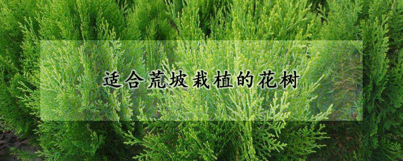 适合荒坡栽植的花树