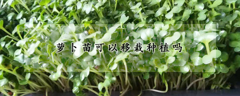 萝卜苗可以移栽种植吗