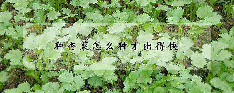 种香菜怎么种才出得快