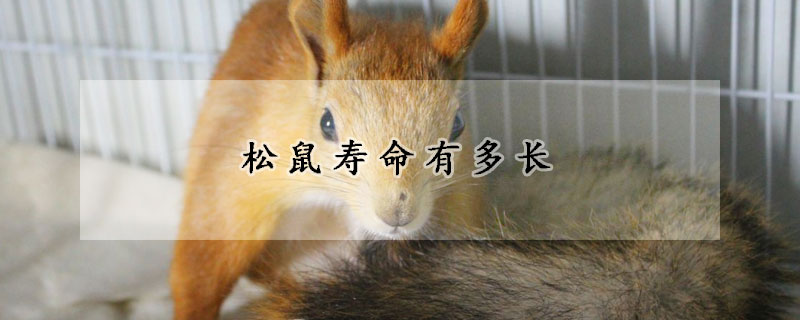 松鼠寿命有多长