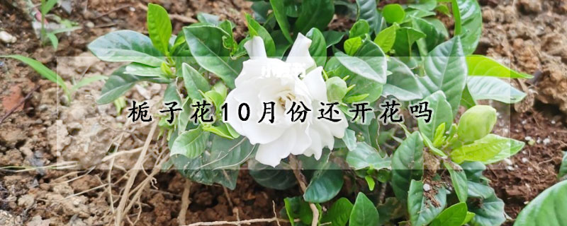 栀子花10月份还开花吗