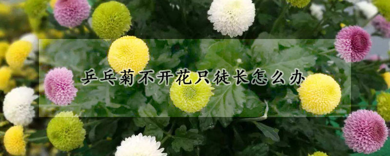 乒乓菊不开花只徒长怎么办