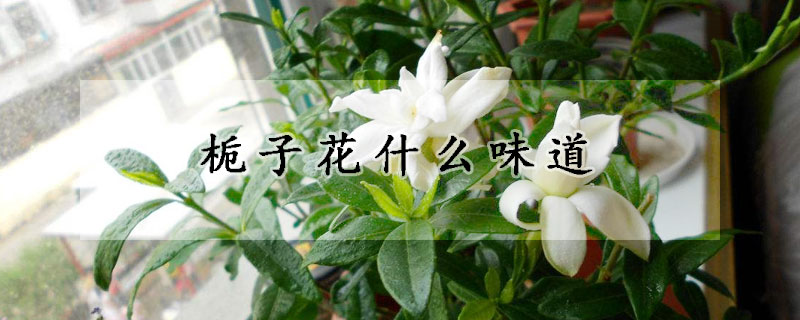 栀子花什么味道