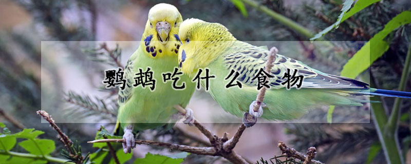 鹦鹉吃什么食物